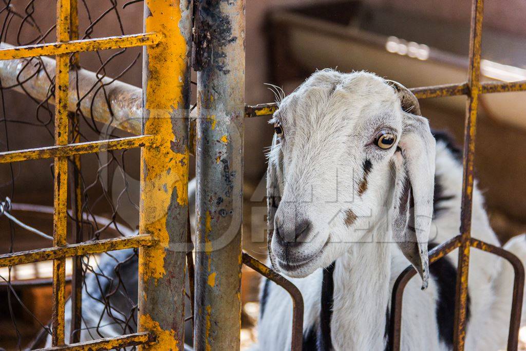 Goat in a pen in a goat farm in rural Maharashtra