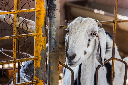 Goat in a pen in a goat farm in rural Maharashtra