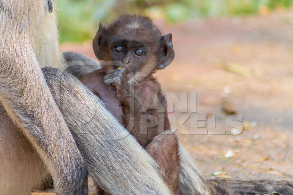 Indian gray or hanuman langur monkey mother with small cute baby langur in Mandore Gardens in the city of Jodhpur in Rajasthan in India