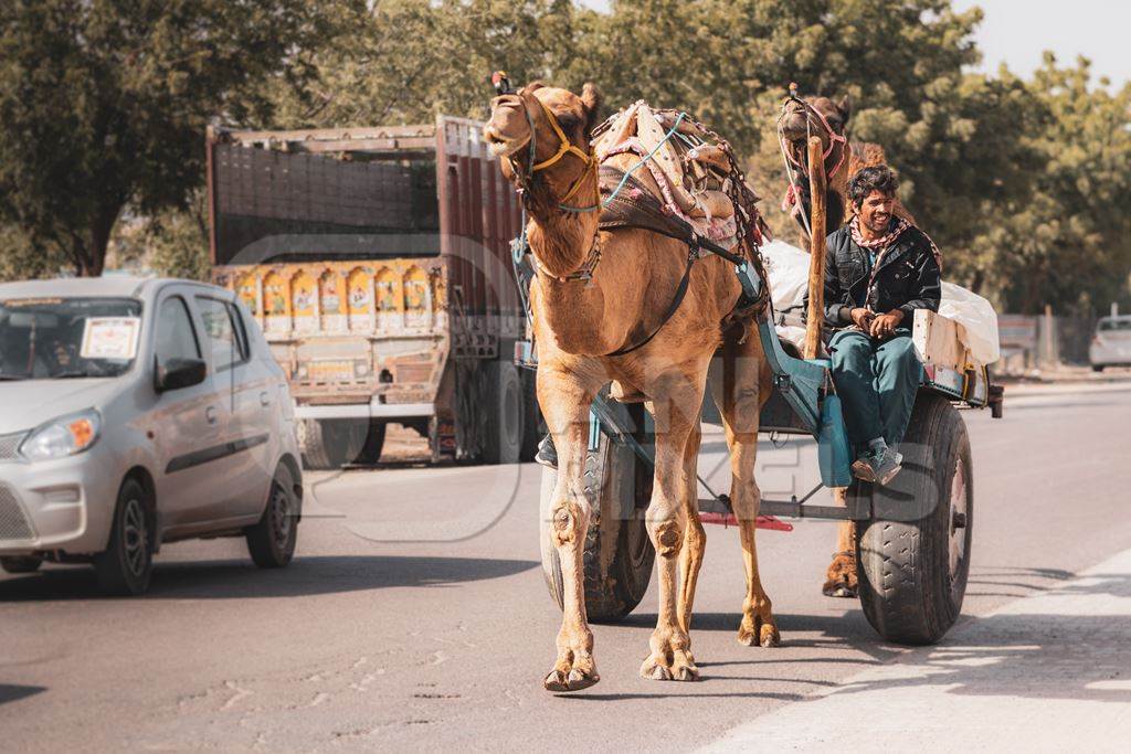 Indian camel pulling cart at Nagaur Cattle Fair, Nagaur, Rajasthan, India, 2022