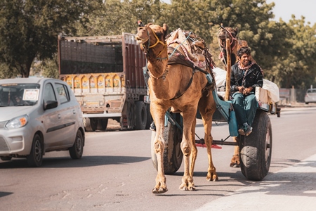 Indian camel pulling cart at Nagaur Cattle Fair, Nagaur, Rajasthan, India, 2022