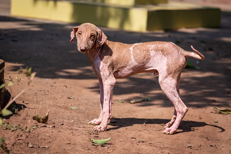 Indian street dog puppy or stray pariah dog with mange or skin infection, Maharashtra, India, 2022