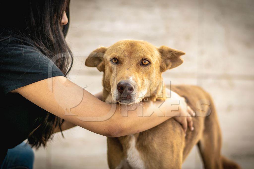 Young woman or animal rescue volunteer with Indian stray dog or street dog, India