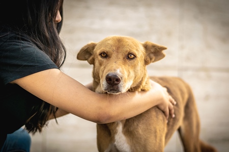 Young woman or animal rescue volunteer with Indian stray dog or street dog, India