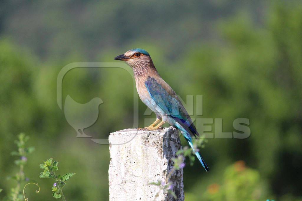 Indian roller sitting on a post with green background