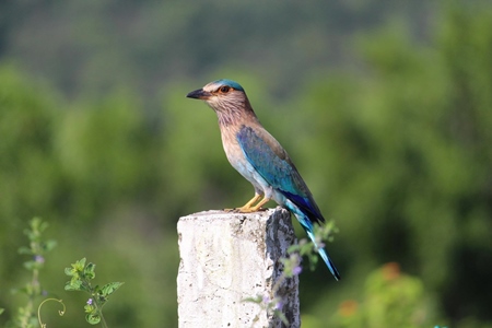 Indian roller sitting on a post with green background