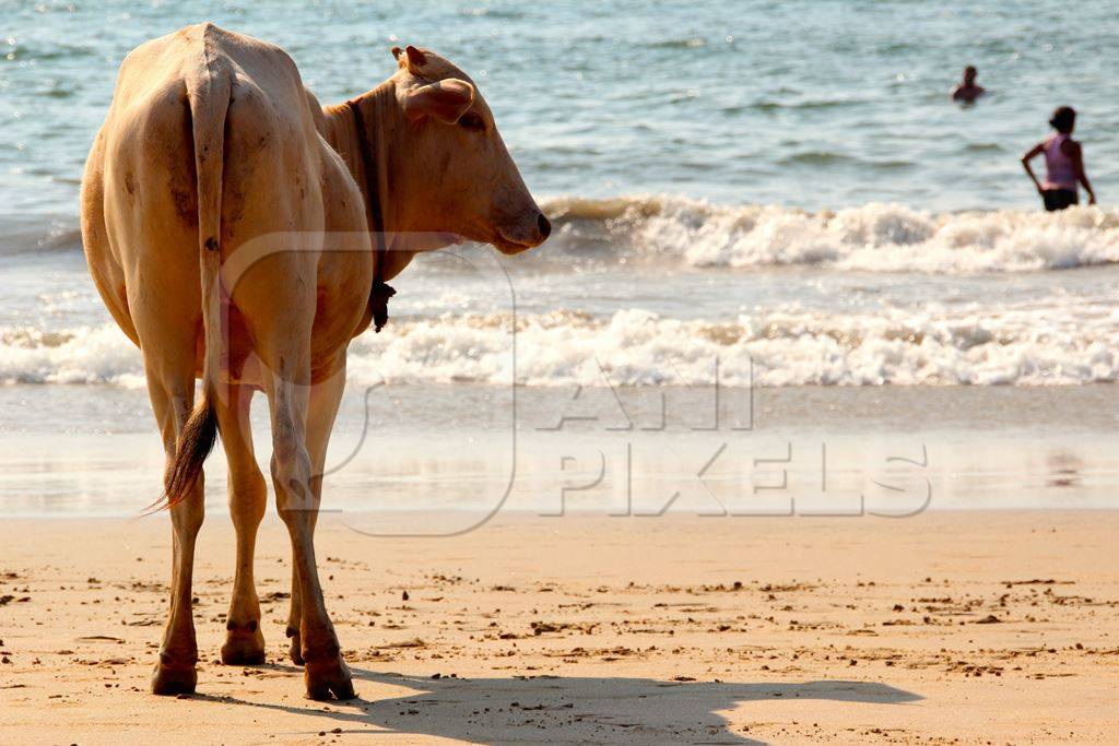 Cow on a beach looking at the sea in sunlight