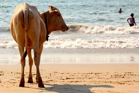 Cow on a beach looking at the sea in sunlight