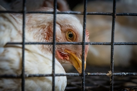 Sad white chicken looking through bars of cage at meat market