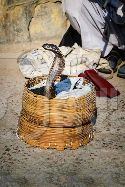 Snake charmer outside Amber Fort playing pungi with snake in basket