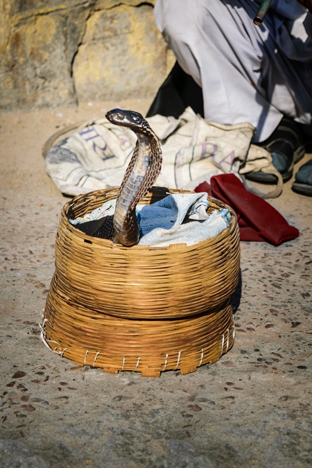 Snake charmer outside Amber Fort playing pungi with snake in basket