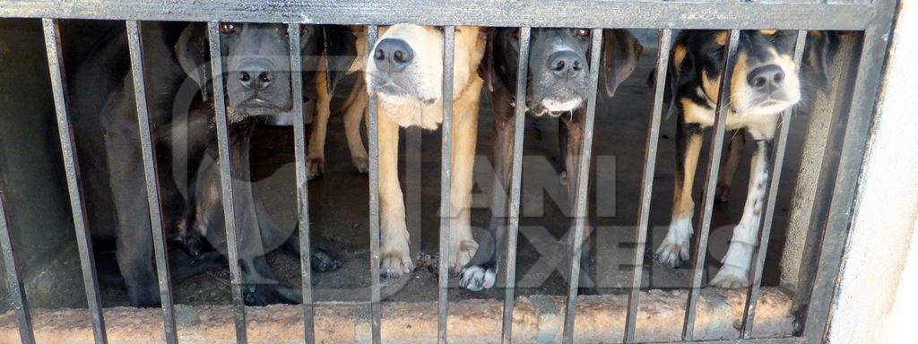 Four dogs in cage at animal shelter looking through bars