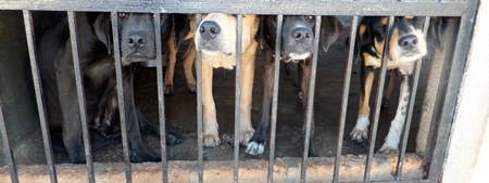 Four dogs in cage at animal shelter looking through bars