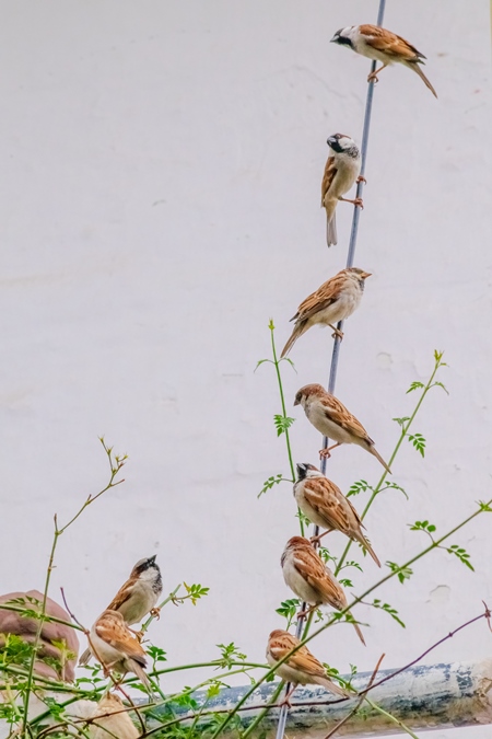 Photo of flock of Indian sparrows birds in an urban city in Maharashtra in India