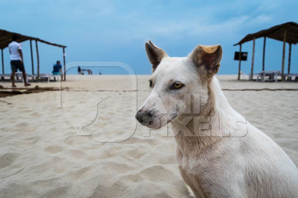 Stray white dog on beach in Goa with blue sky background