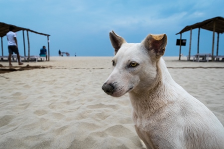 Stray white dog on beach in Goa with blue sky background