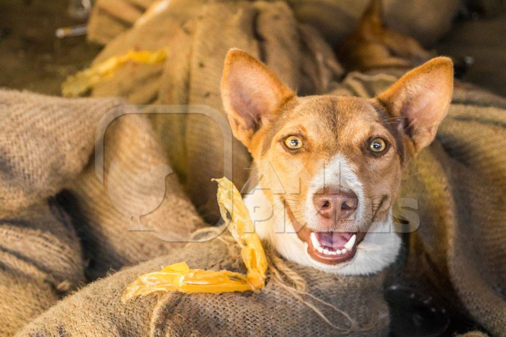 Dogs tied up in sacks on sale for meat at dog market