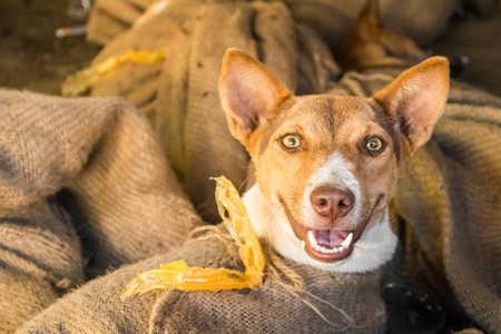 Dogs tied up in sacks on sale for meat at dog market