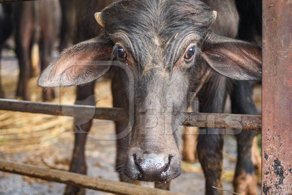 Farmed Indian buffaloe calf looking through the bars of an urban dairy farm or tabela, Aarey milk colony, Mumbai, India, 2023