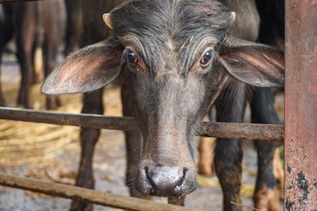 Farmed Indian buffaloe calf looking through the bars of an urban dairy farm or tabela, Aarey milk colony, Mumbai, India, 2023