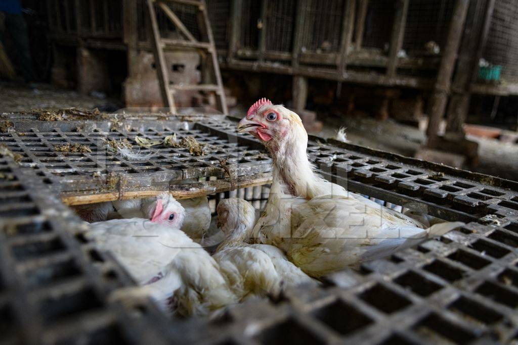Indian broiler chickens in a crate at the chicken meat market inside New Market, Kolkata, India, 2022