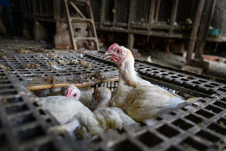 Indian broiler chickens in a crate at the chicken meat market inside New Market, Kolkata, India, 2022