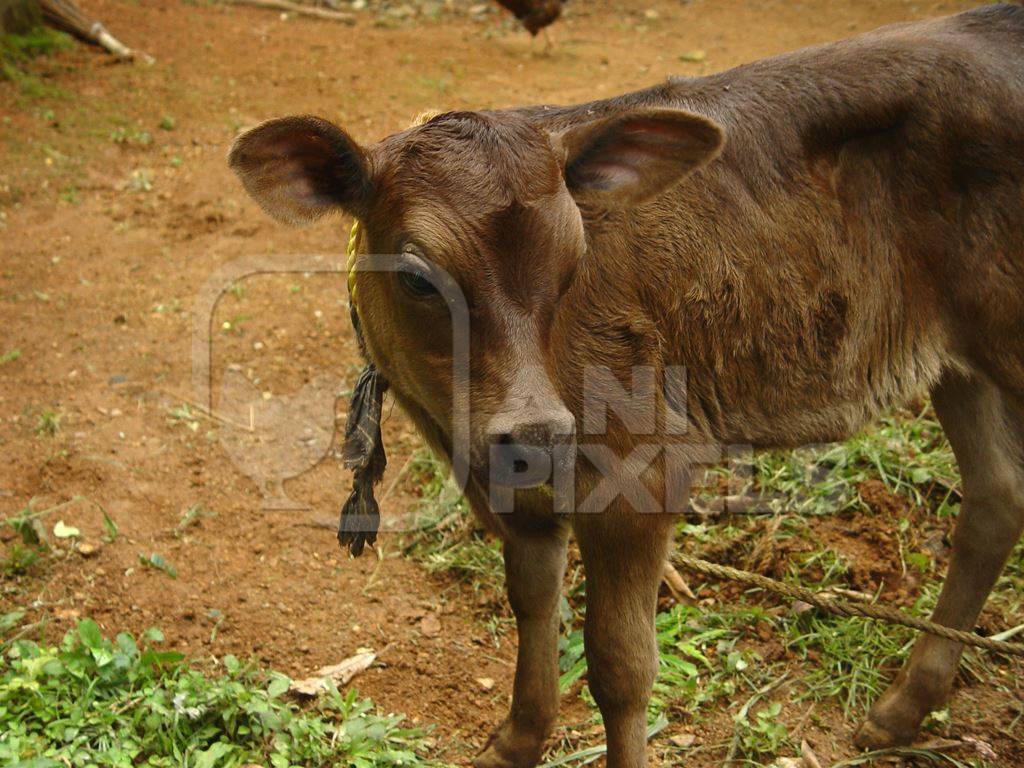 Brown calf tied up on dairy farm