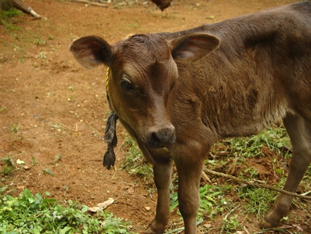 Brown calf tied up on dairy farm