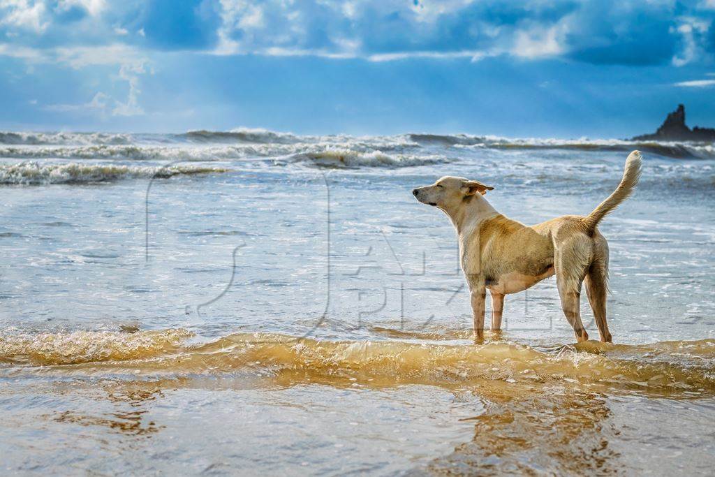 Dog looking out to sea with blue sky background on the beach at Arambol, Goa