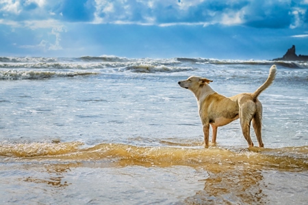 Dog looking out to sea with blue sky background on the beach at Arambol, Goa