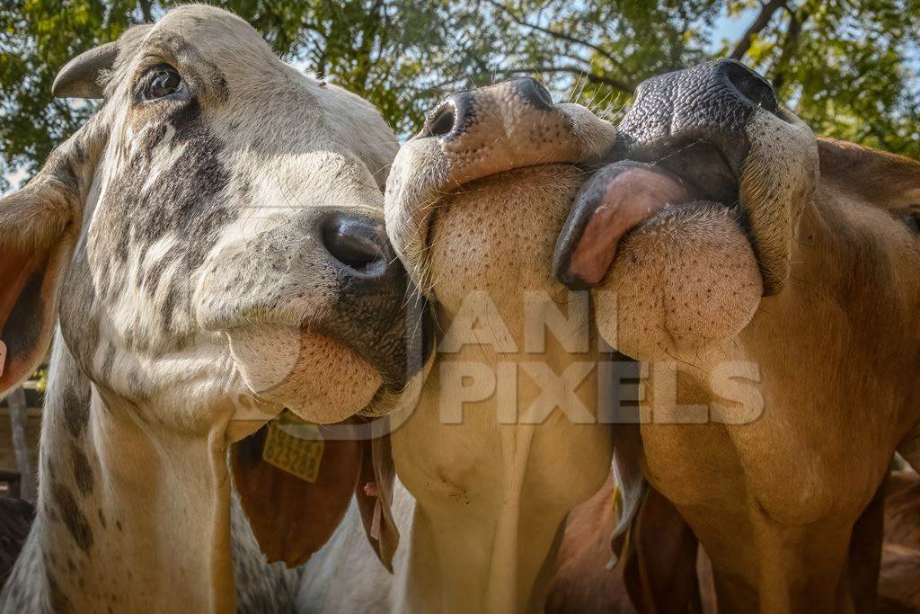 Indian cow calf at a gaushala or goshala in Jaipur, India, 2022