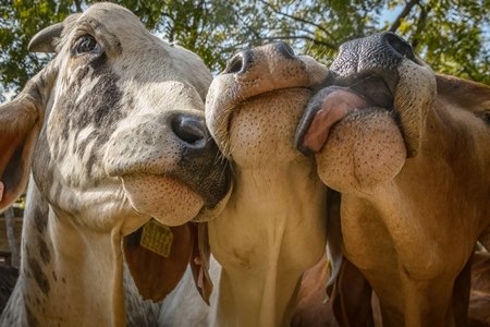 Indian cow calf at a gaushala or goshala in Jaipur, India, 2022