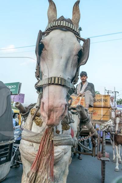 Working horse used for labour on the road in busy traffic pulling loaded cart with man in Bihar, India