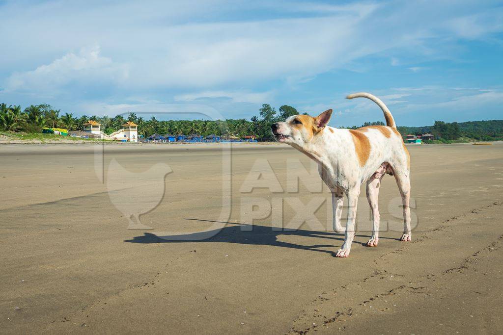Beach dog on sandy beach in Goa also stray dog or street dog