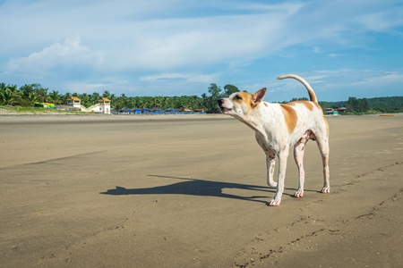 Beach dog on sandy beach in Goa also stray dog or street dog