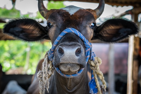 Brown dairy cow with horns tied up in an urban dairy in Maharashtra