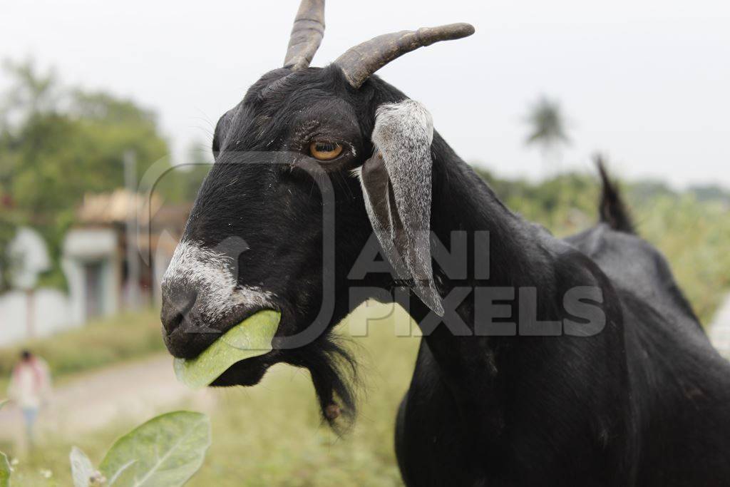 Black goat eating leaves