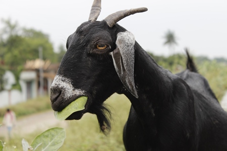 Black goat eating leaves