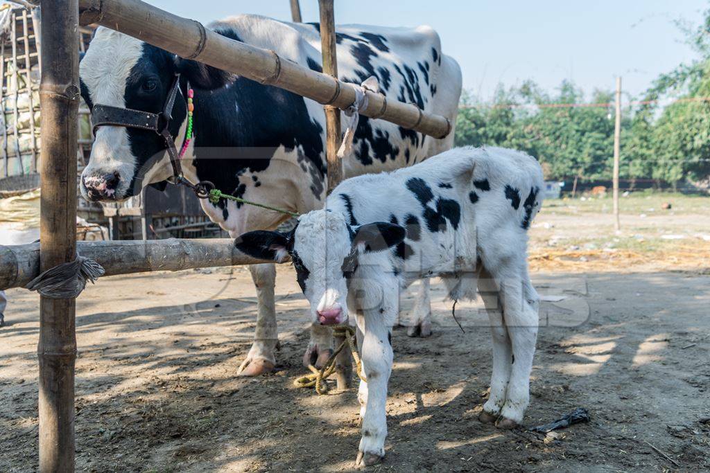 Dairy cows at Sonepur cattle fair in Bihar