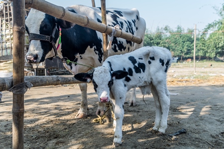 Dairy cows at Sonepur cattle fair in Bihar