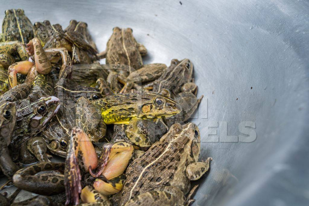 Frogs in bowls on sale at an exotic market