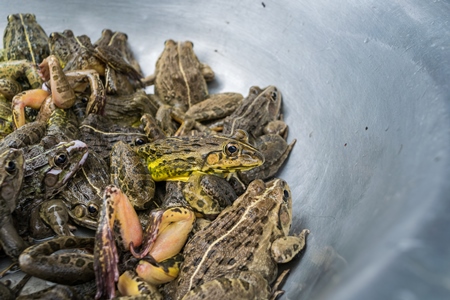 Frogs in bowls on sale at an exotic market