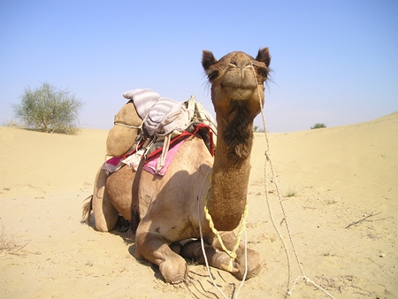 Brown Indian camel sitting in desert with saddle