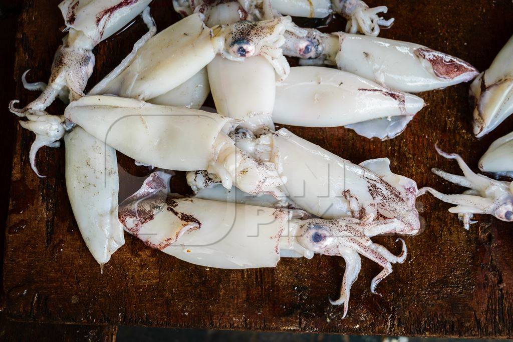 Squid or cuttlefish  on sale at a fish market