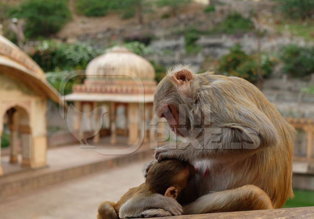 Monkey grooming her baby at temple