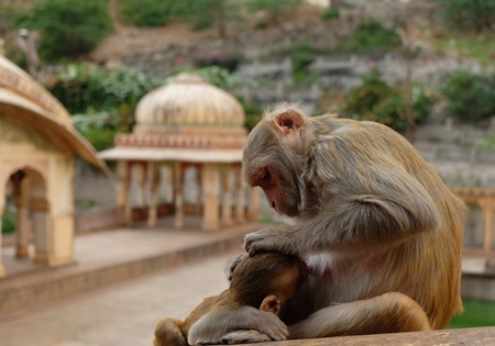 Monkey grooming her baby at temple