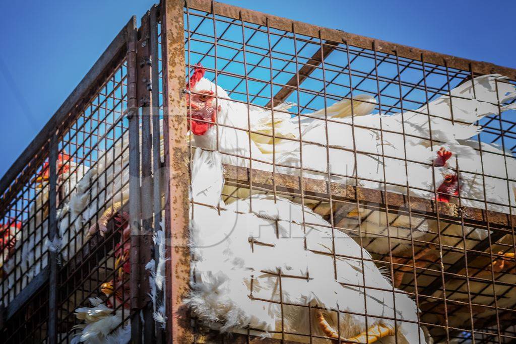 Broiler chickens packed onto at truck being transported to slaughter in an urban city