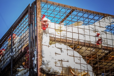 Broiler chickens packed onto at truck being transported to slaughter in an urban city