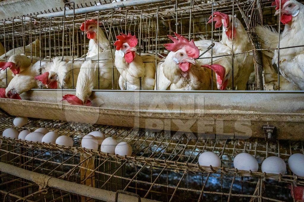 A wire rack containin eggs underneath Indian chickens or layer hens in battery cages on an egg farm on the outskirts of Ajmer, Rajasthan, India, 2022