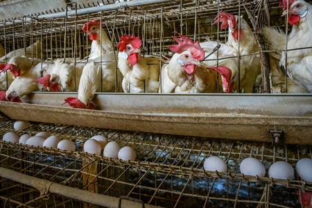 A wire rack containin eggs underneath Indian chickens or layer hens in battery cages on an egg farm on the outskirts of Ajmer, Rajasthan, India, 2022